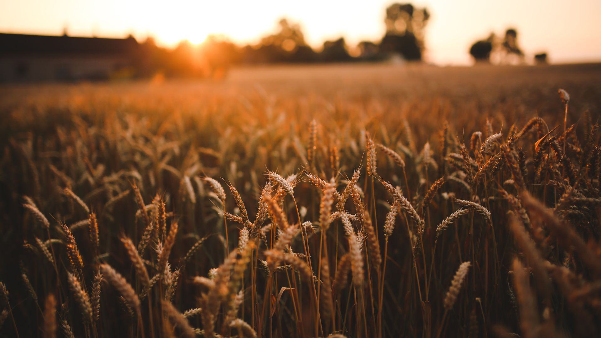 Agriculture