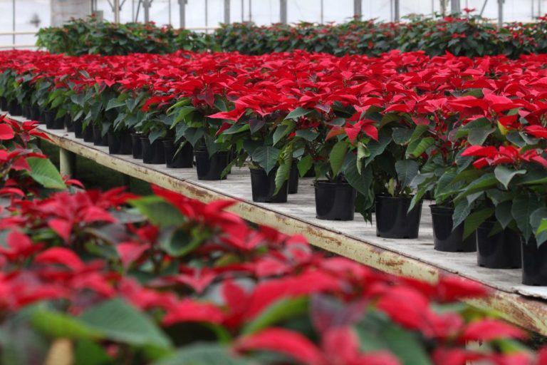Greenhouse poinsettias shutterstock 725429392 1024x683 1